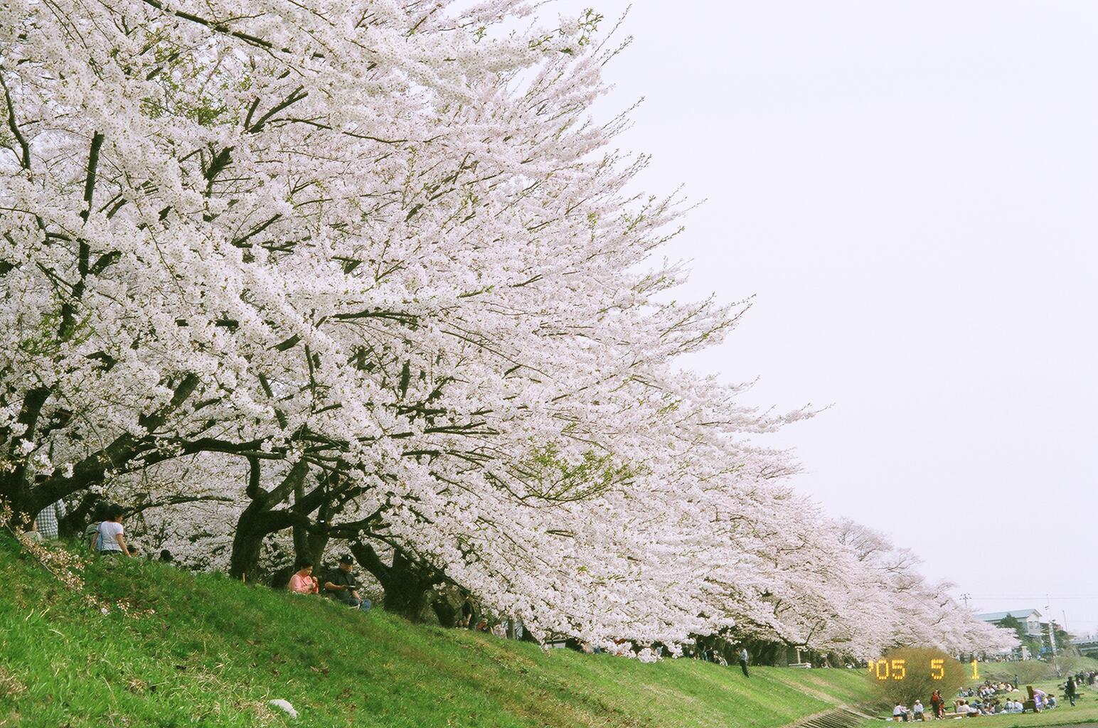 Gw恒例旅行 今年も東北 そして花見 桜 へ 秋田 角館編 角館 秋田県 の旅行記 ブログ By しろあざらしさん フォートラベル