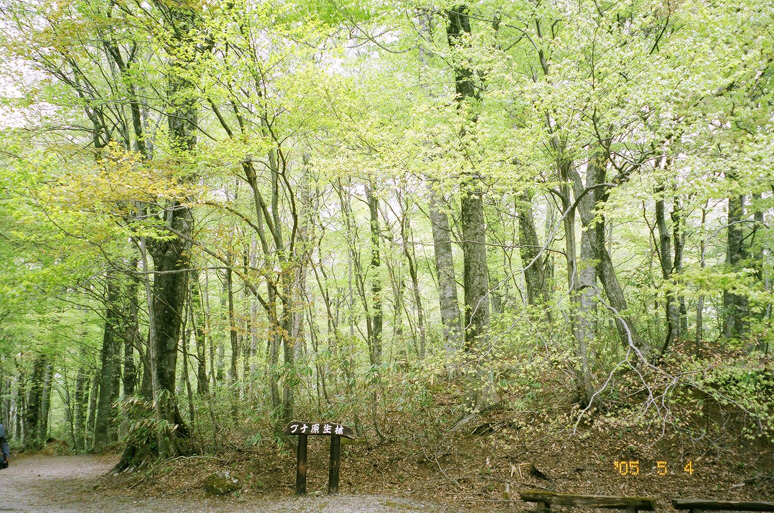 Gw恒例旅行 今年も東北 そして花見 桜 へ 秋田 白神山地 青森 弘前城編 八峰 藤里 秋田県 の旅行記 ブログ By しろあざらしさん フォートラベル