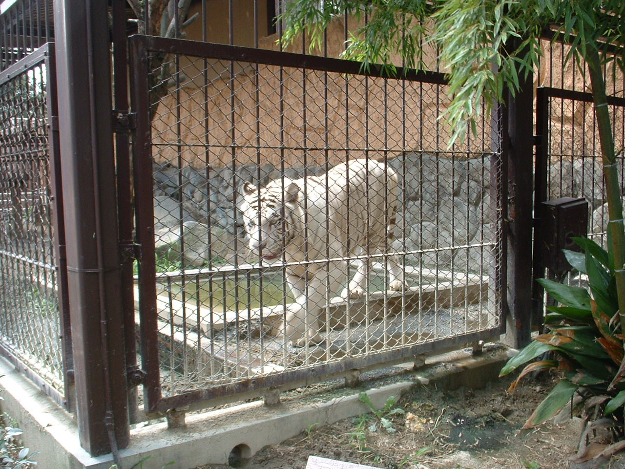珍獣ホワイト タイガー 東武動物公園 埼玉県の旅行記 ブログ By にゃんこ姫さん フォートラベル