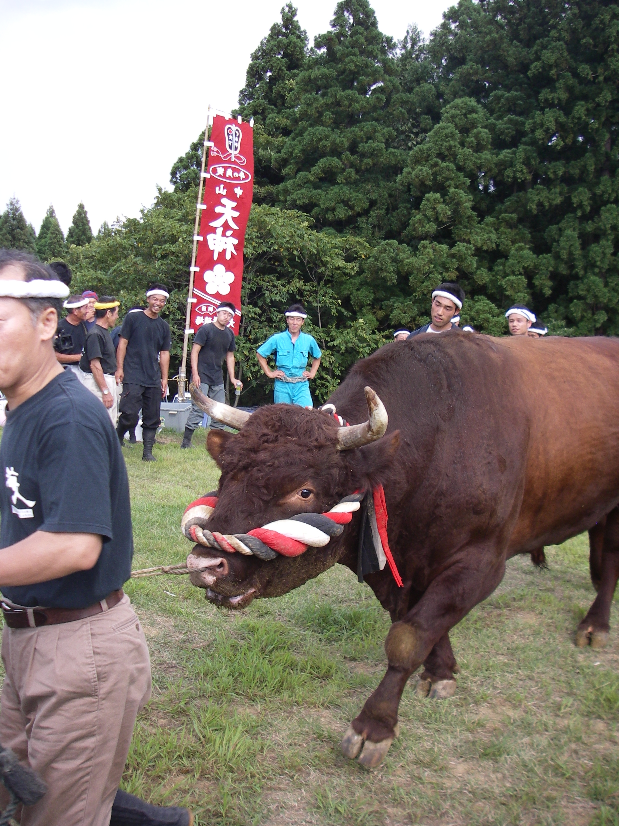 越後闘牛 牛の角突き 小千谷 川口 新潟県 の旅行記 ブログ By 明日葉さん フォートラベル
