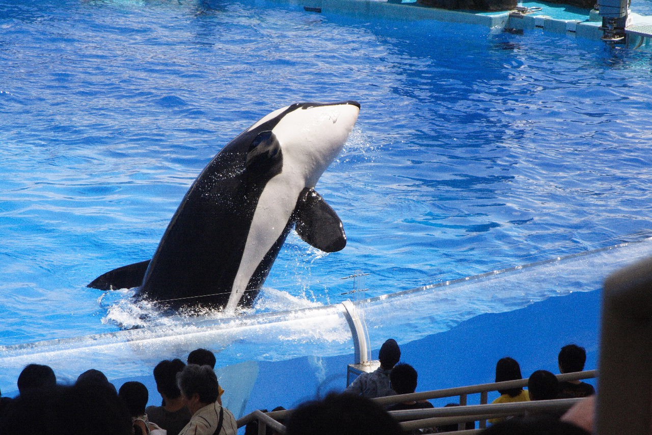 シャチのクーに会いに行ってきました 名古屋港 愛知県 の旅行記 ブログ By ３８うさぎさん フォートラベル