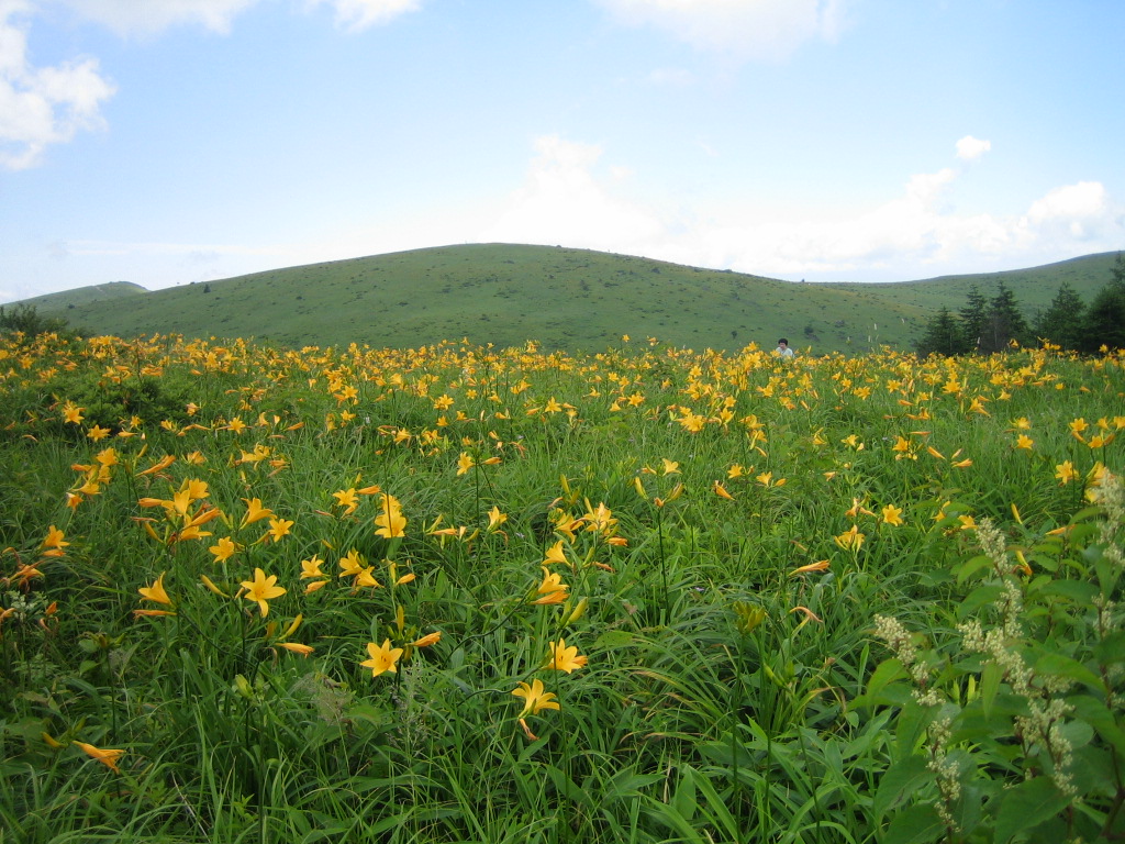 車山高原 ニッコウキスゲのお花畑 白樺湖 蓼科 車山 長野県 の旅行記 ブログ By Torigamisamaさん フォートラベル 車山高原 ニッコウキスゲのお花畑 白樺湖 蓼科 車山 長野県 の旅行記 ブログ By Torigamisamaさん フォートラベル