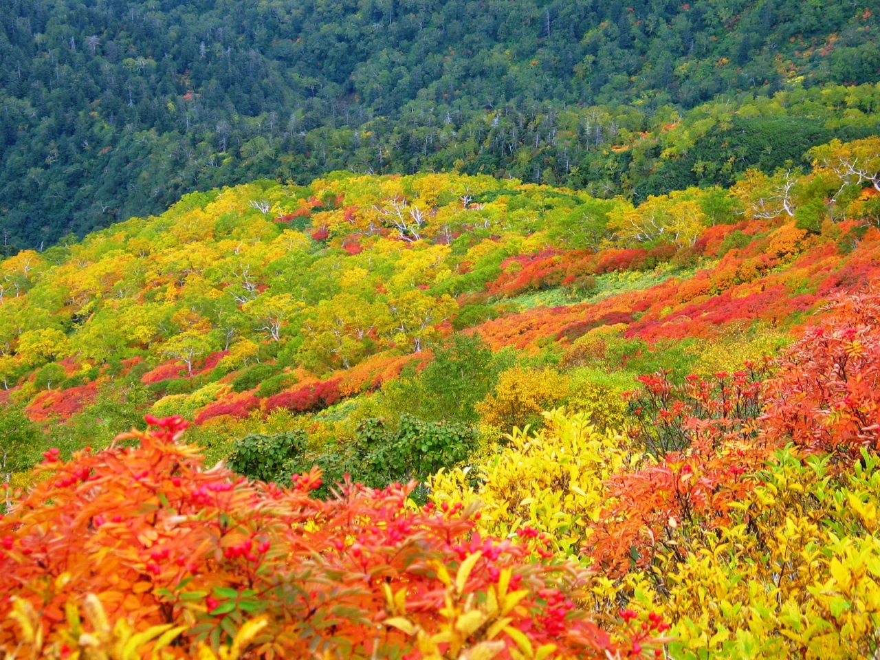 大雪山系 黒岳の紅葉 北海道の旅行記 ブログ By Bigwellさん フォートラベル