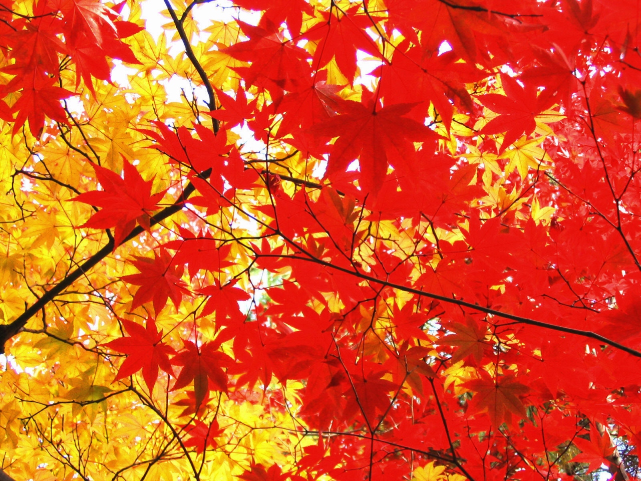 京都の紅葉の見頃 三千院 真如堂 神護寺 宝筐院 常寂光寺 直指庵 トロッコ 宿坊ほか 嵐山 嵯峨野 太秦 桂 京都 の旅行記 ブログ By めーてる隊長さん フォートラベル