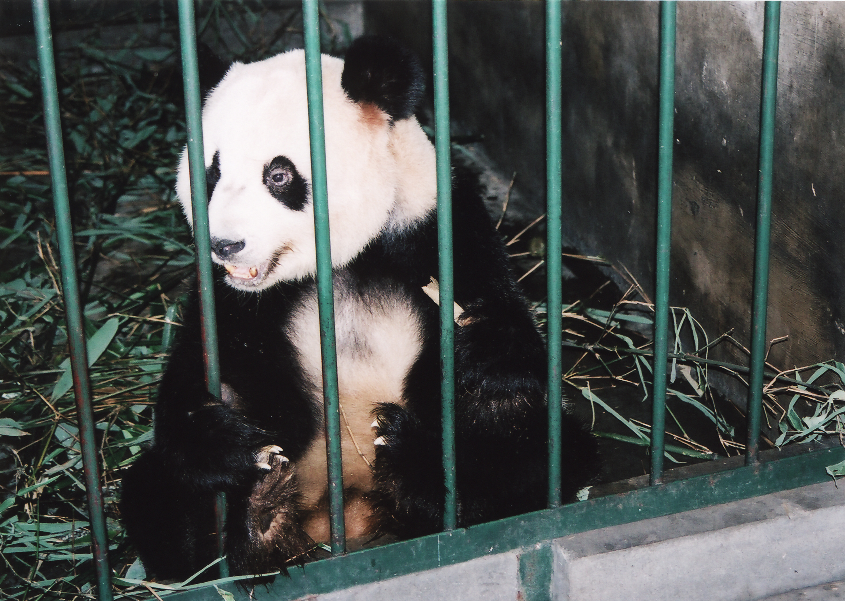 チベットの大タンカをたずねて ６ 成都 パンダ基地 四川省 中国 の旅行記 ブログ By トンガリキさん フォートラベル