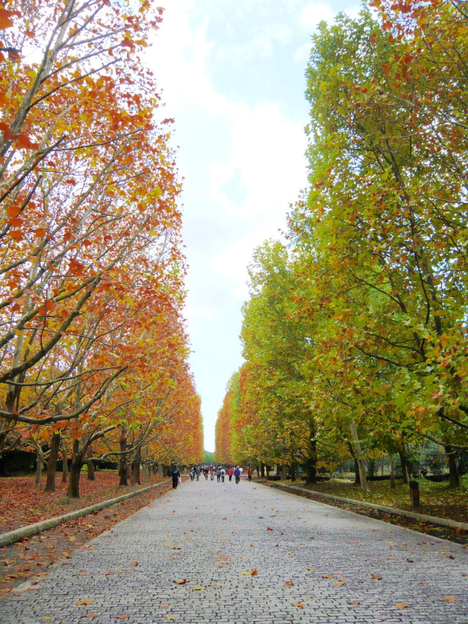 色とりどりの紅葉 万博記念公園を歩く 吹田 万博公園 大阪 の旅行記 ブログ By まゆままさん フォートラベル