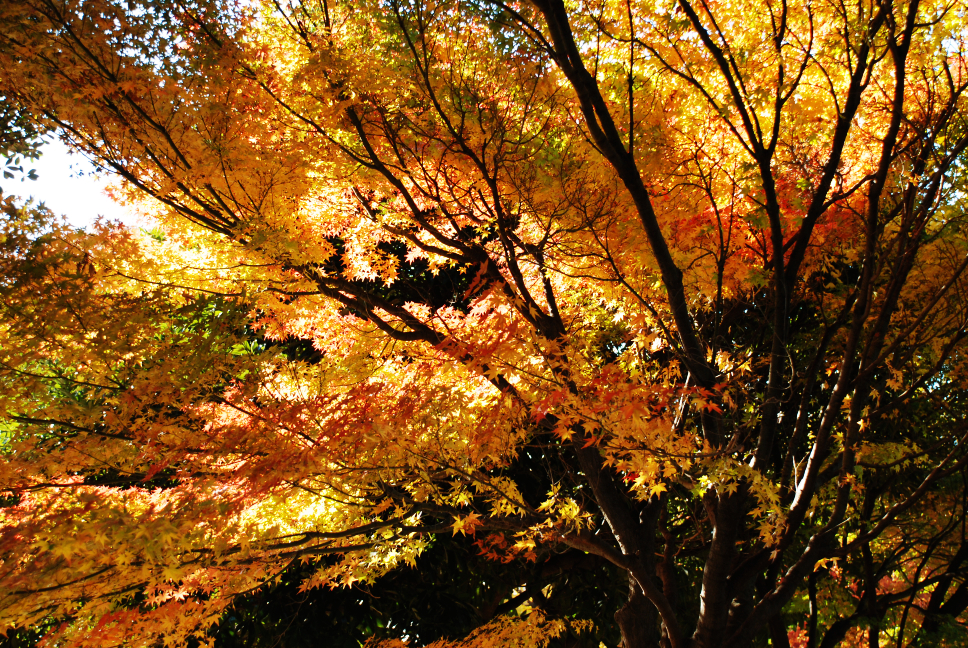 埼玉に訪れた紅葉 所沢 埼玉県 の旅行記 ブログ By つーさん フォートラベル 埼玉に訪れた紅葉 所沢 埼玉県 の旅行記 ブログ By つーさん フォートラベル