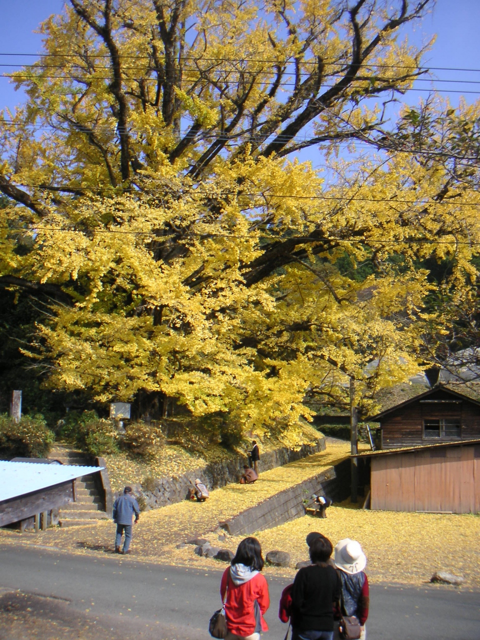 紅葉の九重 阿蘇旅行 日田 大分県 の旅行記 ブログ By Luckymentaiさん フォートラベル