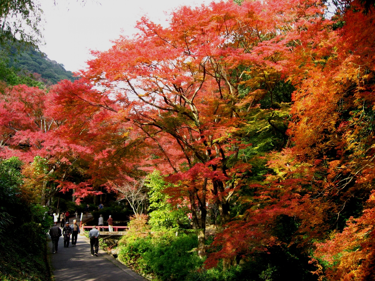 両子寺 ふたごじ の紅葉 大分県の旅行記 ブログ By るりさん フォートラベル