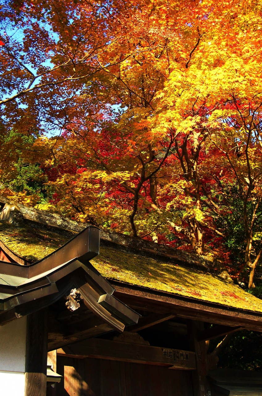 紅葉艶やかな室生寺 07 奈良 室生 宇陀 奈良県 の旅行記 ブログ By Rieさん フォートラベル