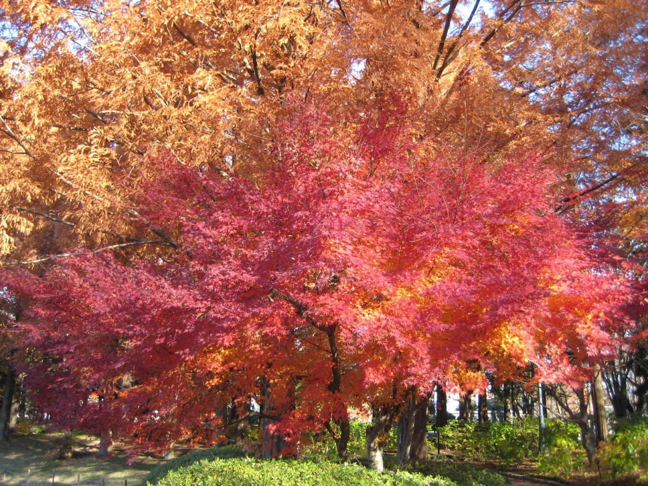 宇都宮巡り 紅葉とフランス料理ポンヌフ 宇都宮 栃木県 の旅行記 ブログ By ハウルさん フォートラベル