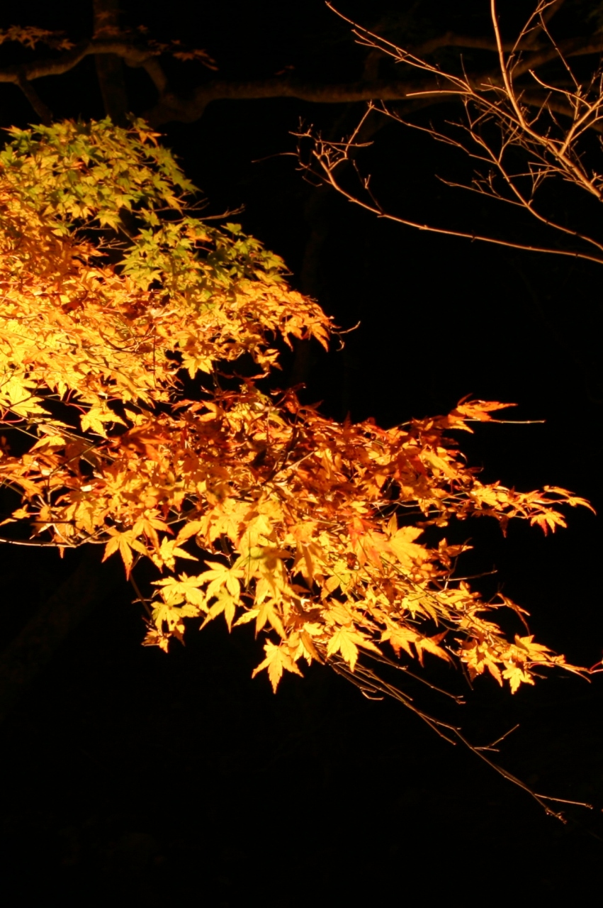 小さな旅 くらがり渓谷 紅葉まつり 岡崎 愛知県 の旅行記 ブログ By シベックさん フォートラベル