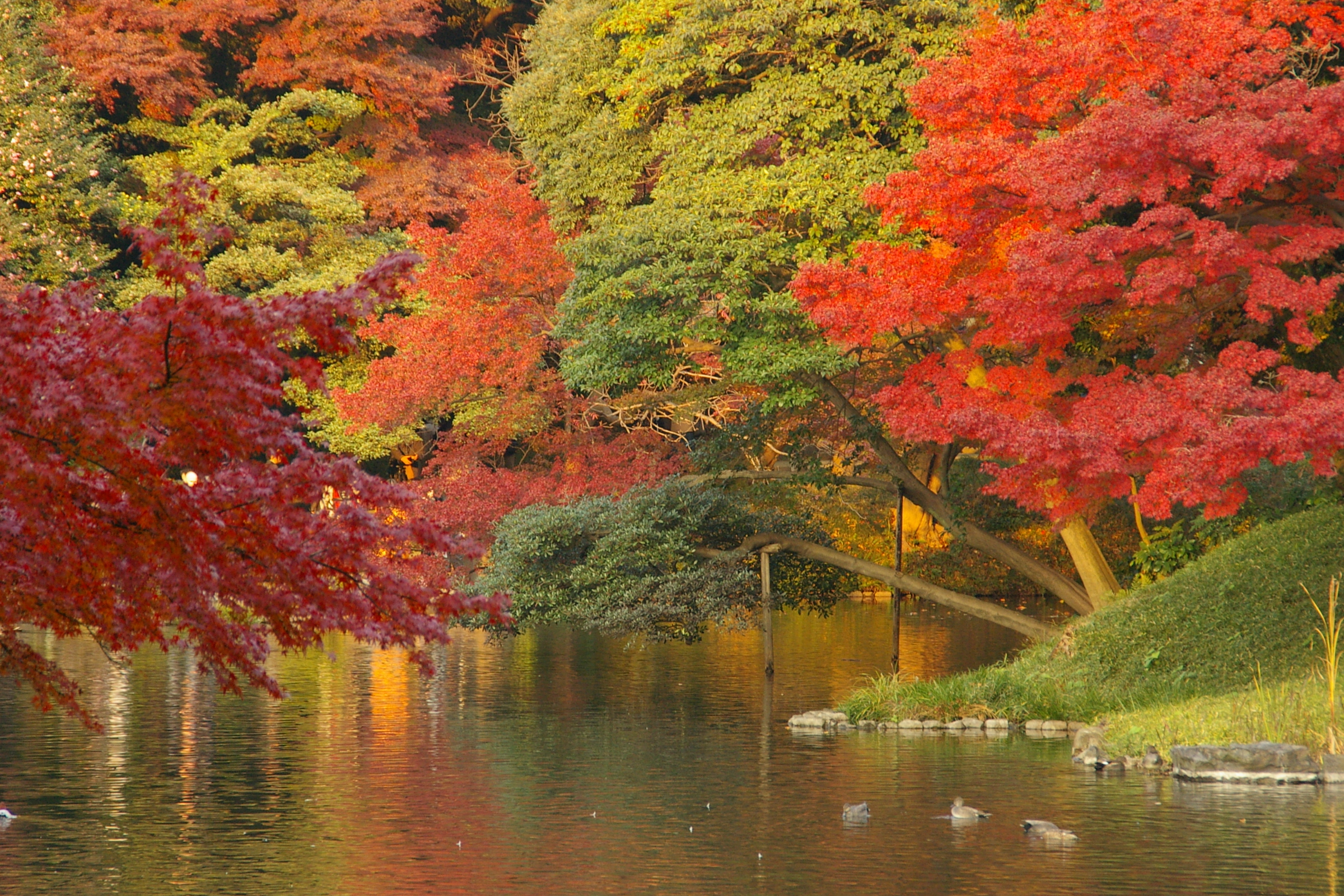 東京でも素晴らしい紅葉が見れます 小石川後楽園 水道橋 東京 の旅行記 ブログ By Canさん フォートラベル