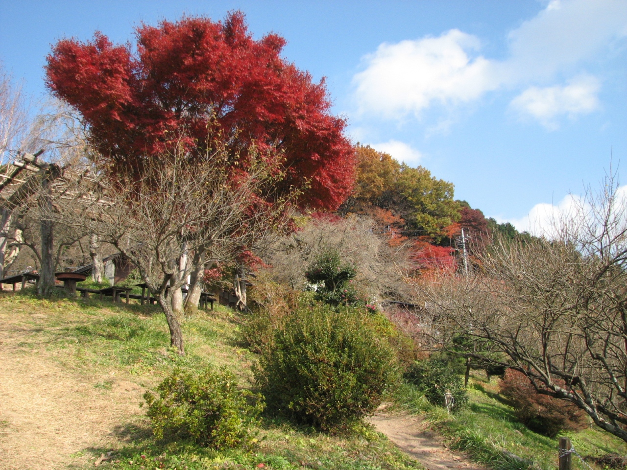 晩秋の色を求めての旅 その 顔振り峠 黒山三滝ハイキング 埼玉県の旅行記 ブログ By Tsunetaさん フォートラベル