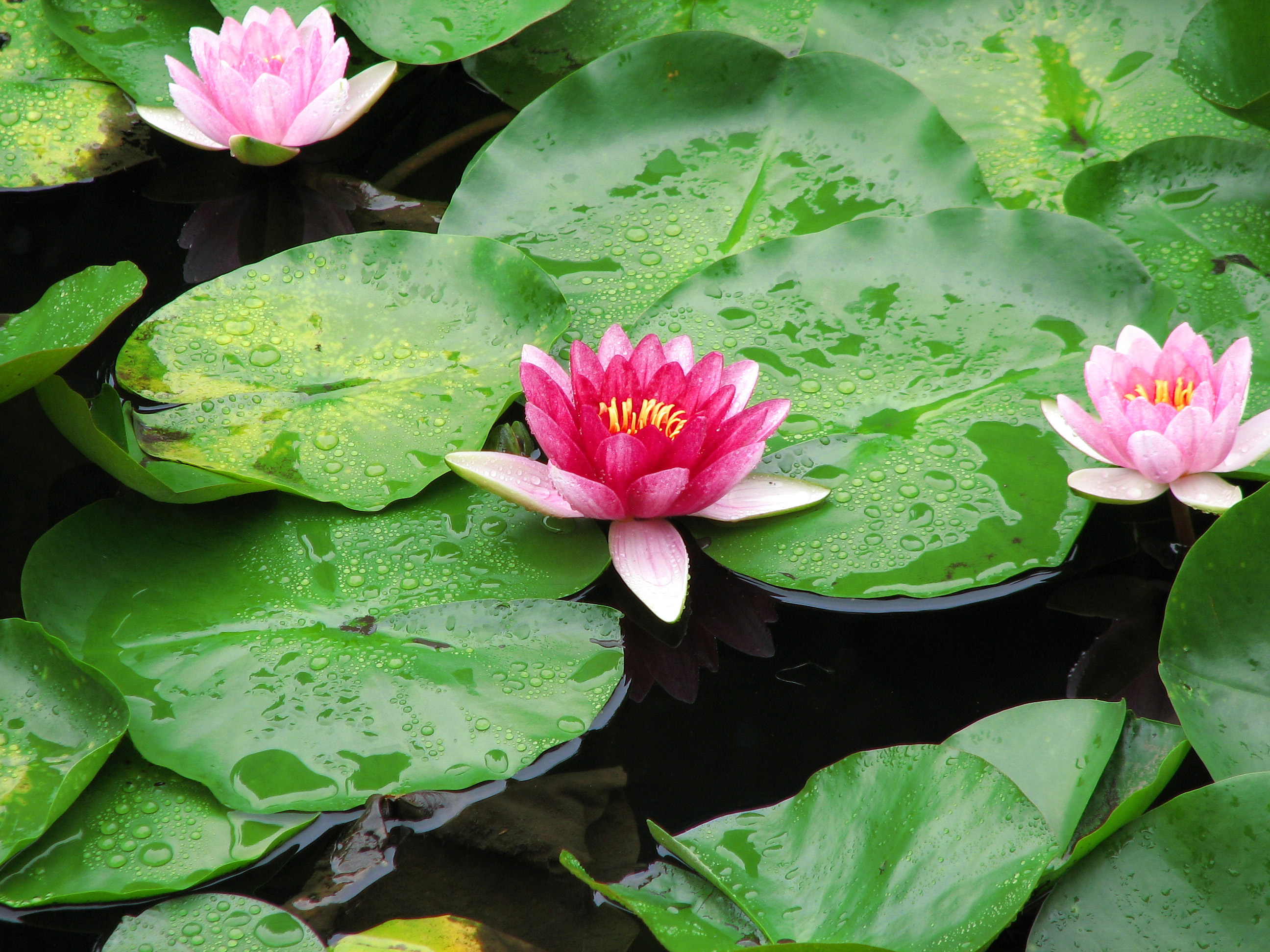 台風接近中 札幌芸術の森 北海道の旅行記 ブログ By Hikkyhikkyさん フォートラベル 台風接近中 札幌芸術の森 北海道の旅行記 ブログ By Hikkyhikkyさん フォートラベル