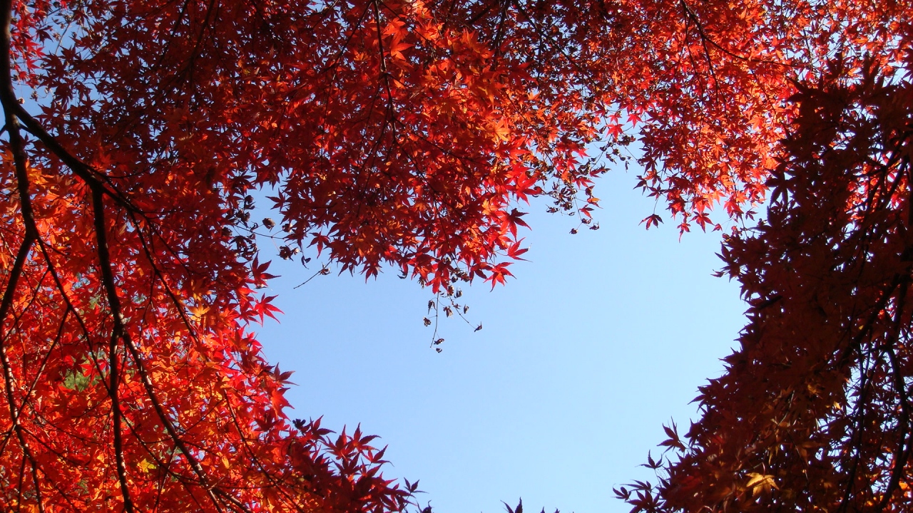 修善寺自然公園紅葉林の紅葉 修善寺温泉 静岡県 の旅行記 ブログ By Hn11さん フォートラベル