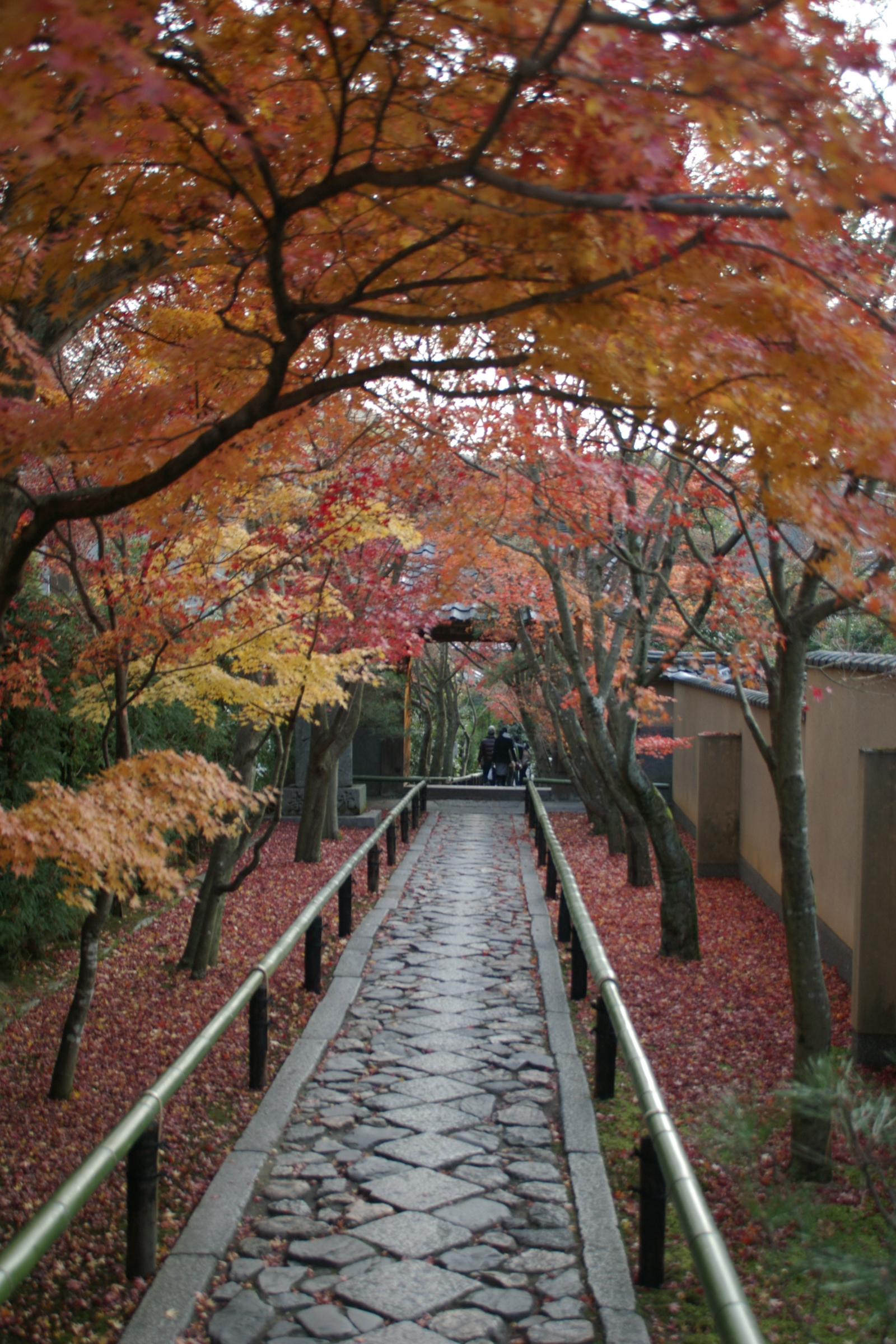 京都の紅葉 その６ 仁和寺から大徳寺 高桐院 今出川 北大路 北野 京都 の旅行記 ブログ By Morino296さん フォートラベル