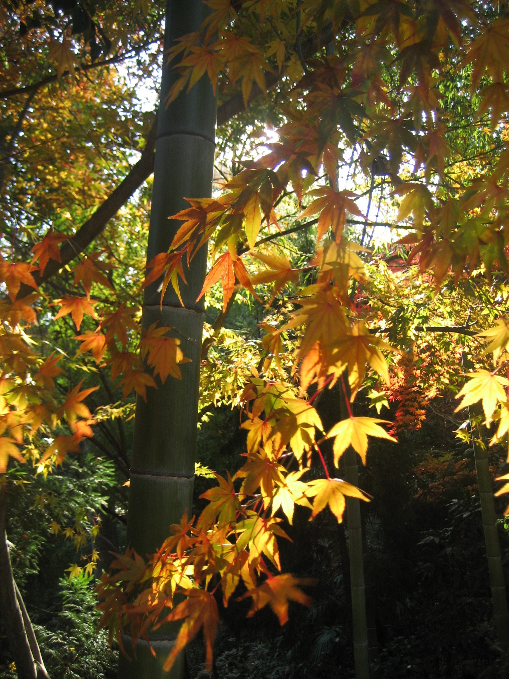 紅葉求めて川越散策その３ 喜多院で紅葉狩り 川越 埼玉県 の旅行記 ブログ By まみさん フォートラベル