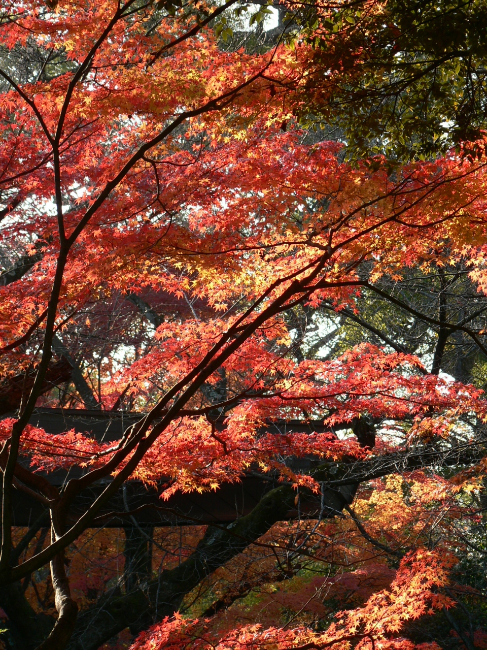 日本の旅 関西を歩く 京都 八幡の石清水八幡宮周辺の紅葉 八幡 城陽 京都 の旅行記 ブログ By さすらいおじさんさん フォートラベル