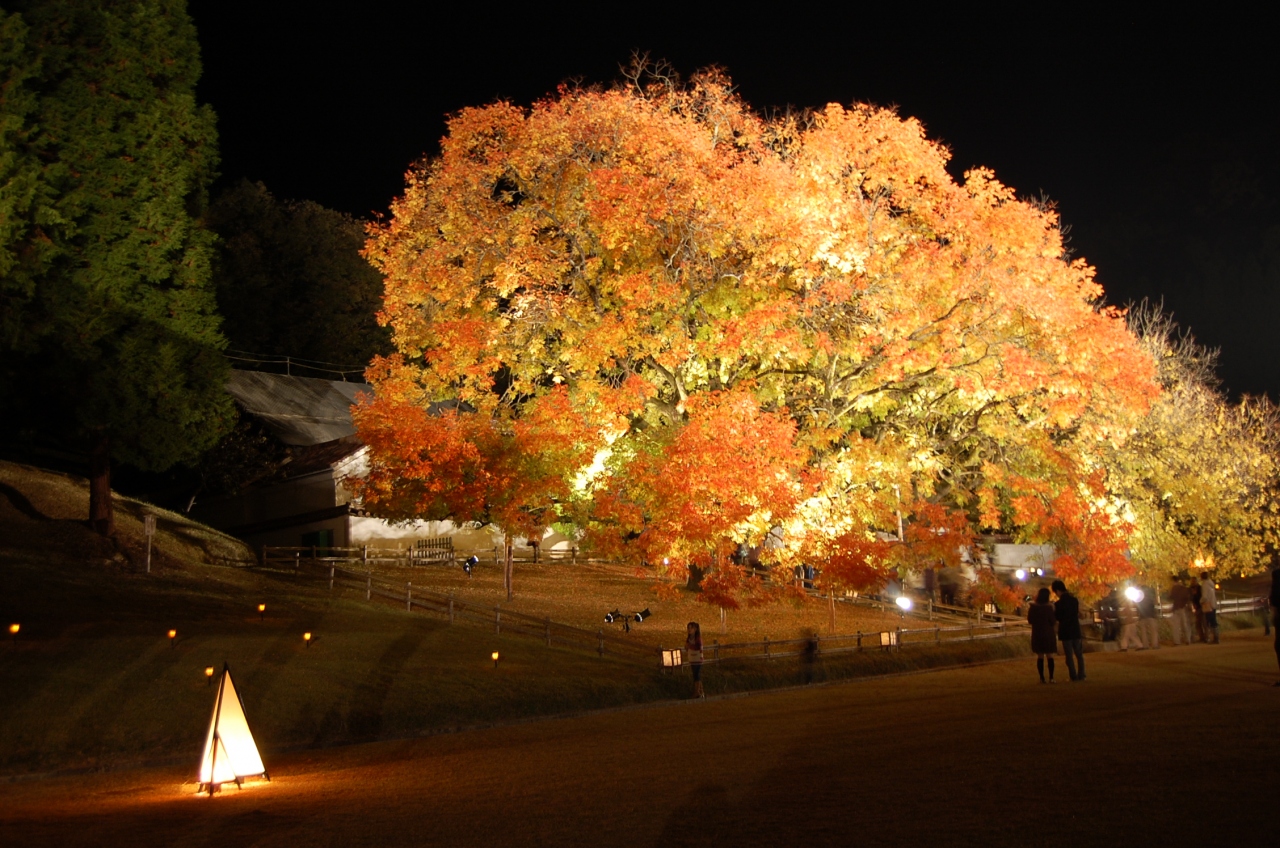 旧閑谷学校のライトアップを訪ねて 備前 日生 岡山県 の旅行記 ブログ By Alcatさん フォートラベル