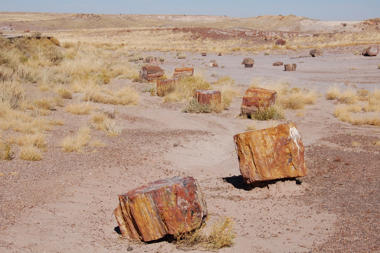 化石の森国立公園 Petrified Forest National Park Japaneseclass Jp 化石の森国立公園 Petrified Forest National Park Japaneseclass Jp