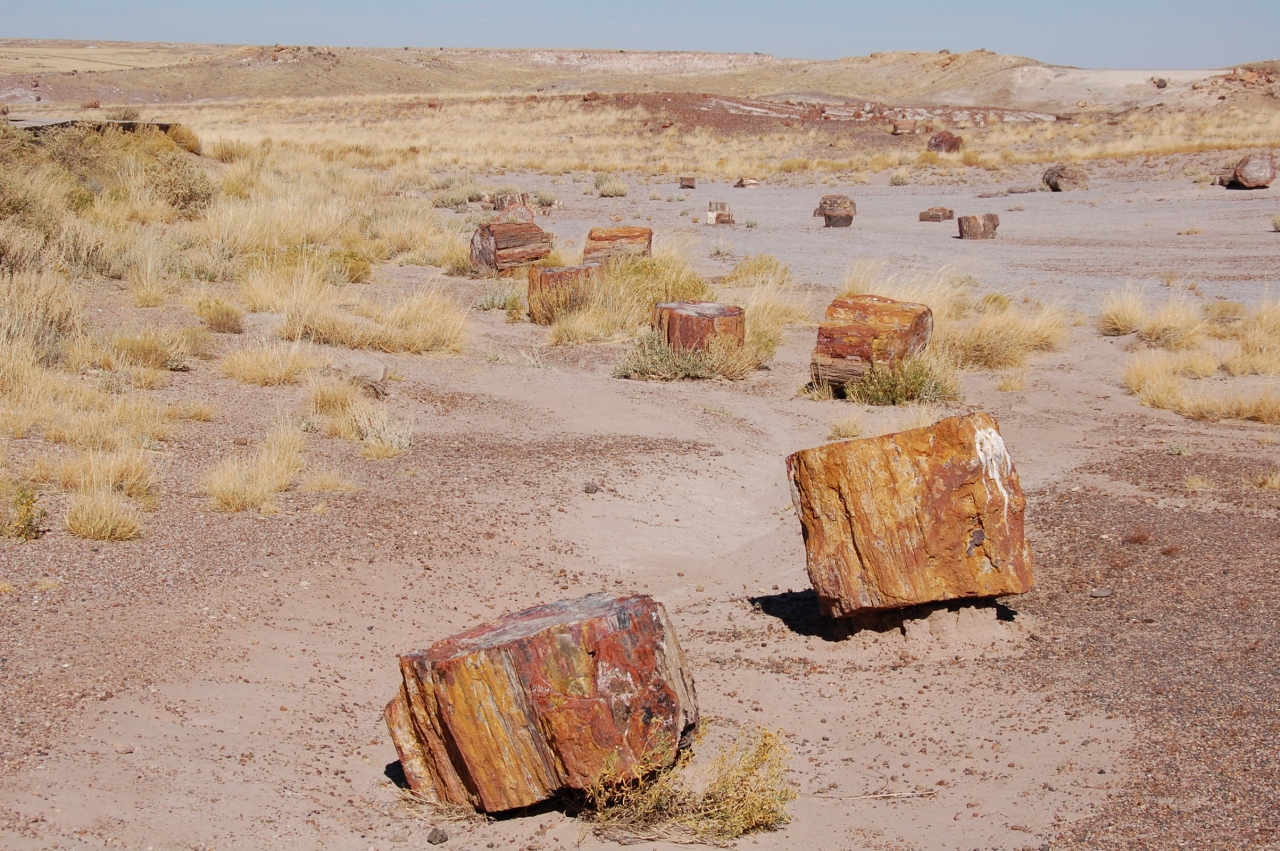 化石の森国立公園 Petrified Forest National Park Japaneseclass Jp