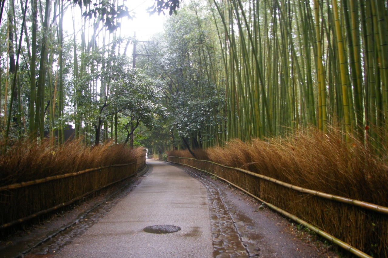 雨の嵐山