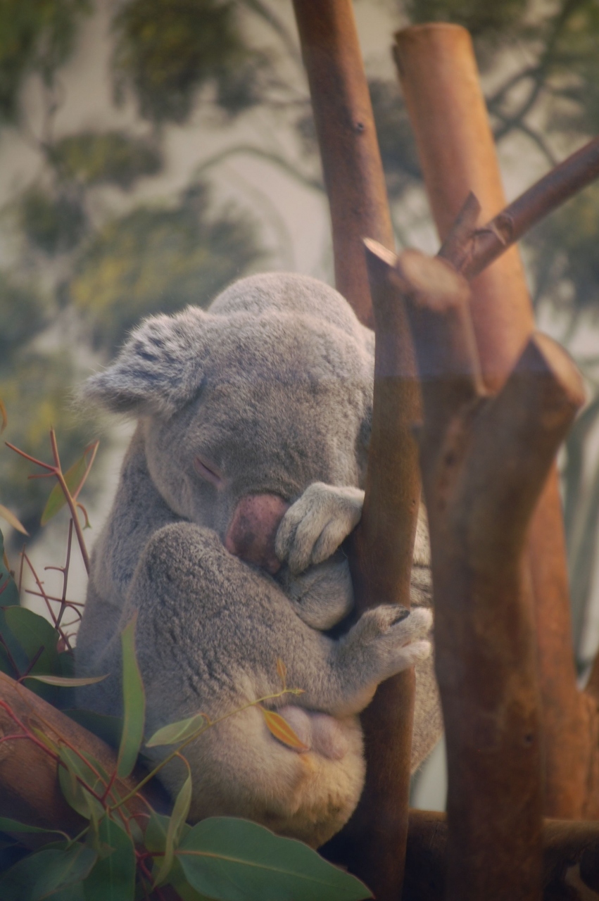 サンディエゴ3日間の旅 2 動物園とラ ホヤ カブリヨ ダウンタウン サンディエゴ アメリカ の旅行記 ブログ By Muffinさん フォートラベル