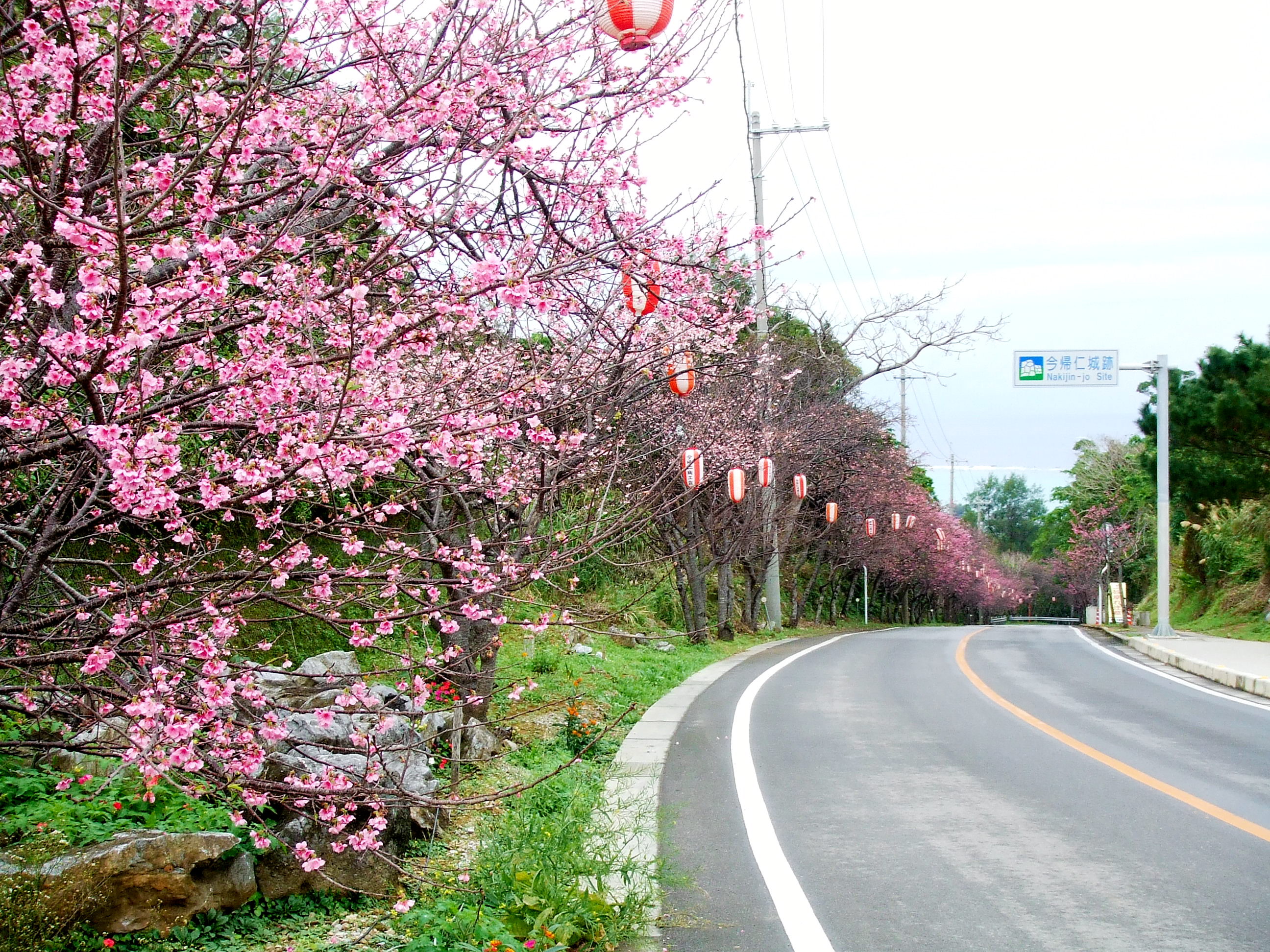 今帰仁城跡 08冬 日本一早い桜まつり 美ら海 本部 今帰仁 沖縄県 の旅行記 ブログ By ヴォルさん フォートラベル