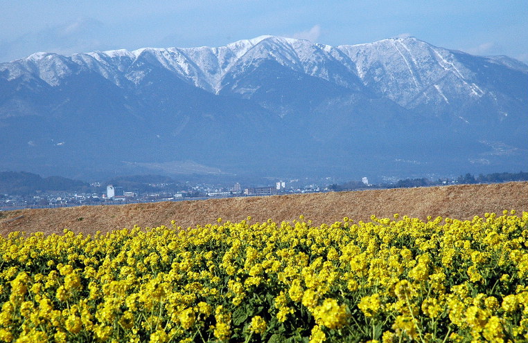 守山市第1なぎさ公園の比良山と菜の花 守山 滋賀県 の旅行記 ブログ By 風に吹かれて旅人さん フォートラベル