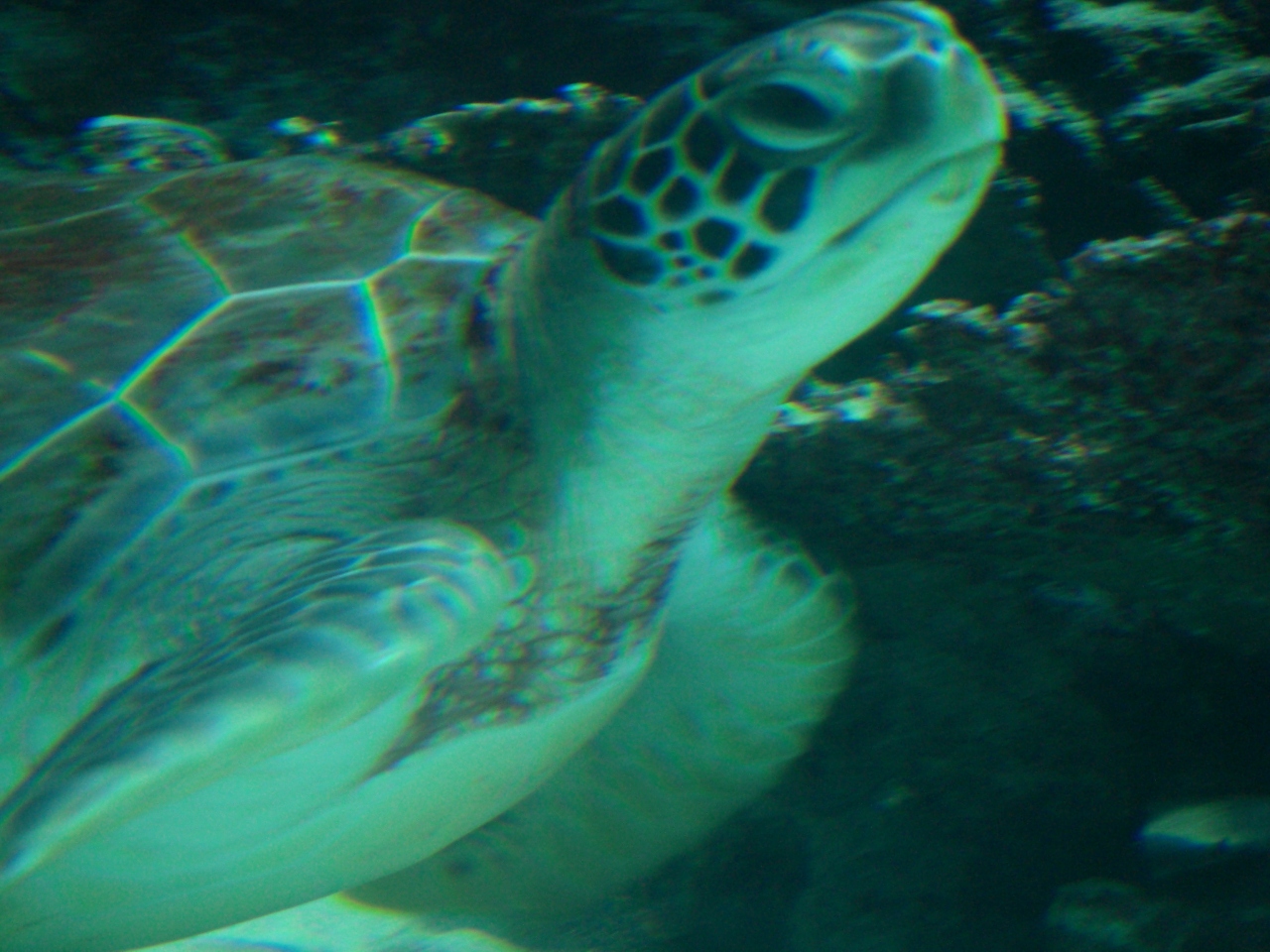 初めての沖縄 美ら海水族館 美ら海 本部 今帰仁 沖縄県 の旅行記 ブログ By Susuさん フォートラベル