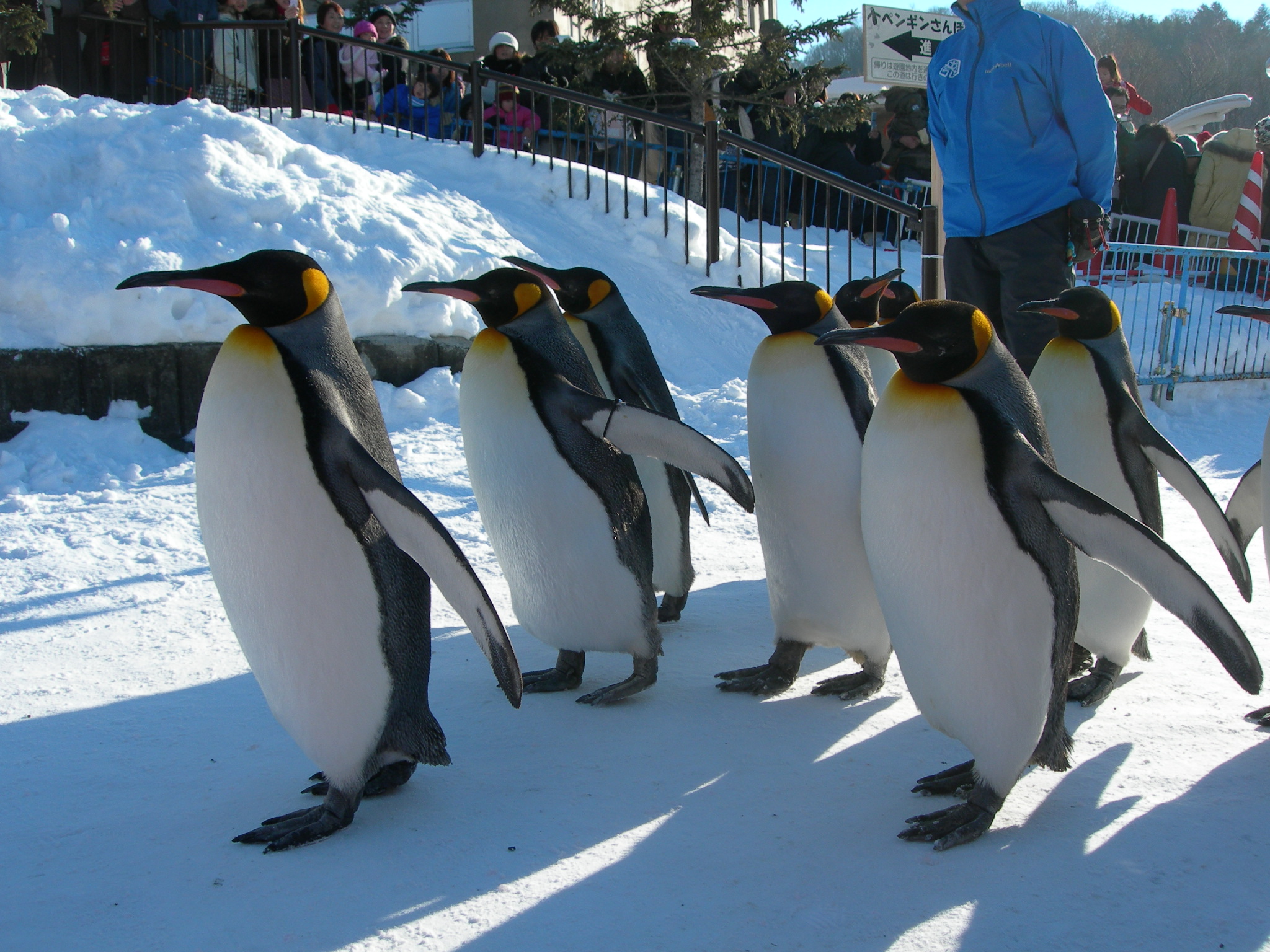 北海道冬景色 然別湖 旭山動物園 北海道の旅行記 ブログ By Maki5963さん フォートラベル 北海道冬景色 然別湖 旭山動物園 北海道の旅行記 ブログ By Maki5963さん フォートラベル