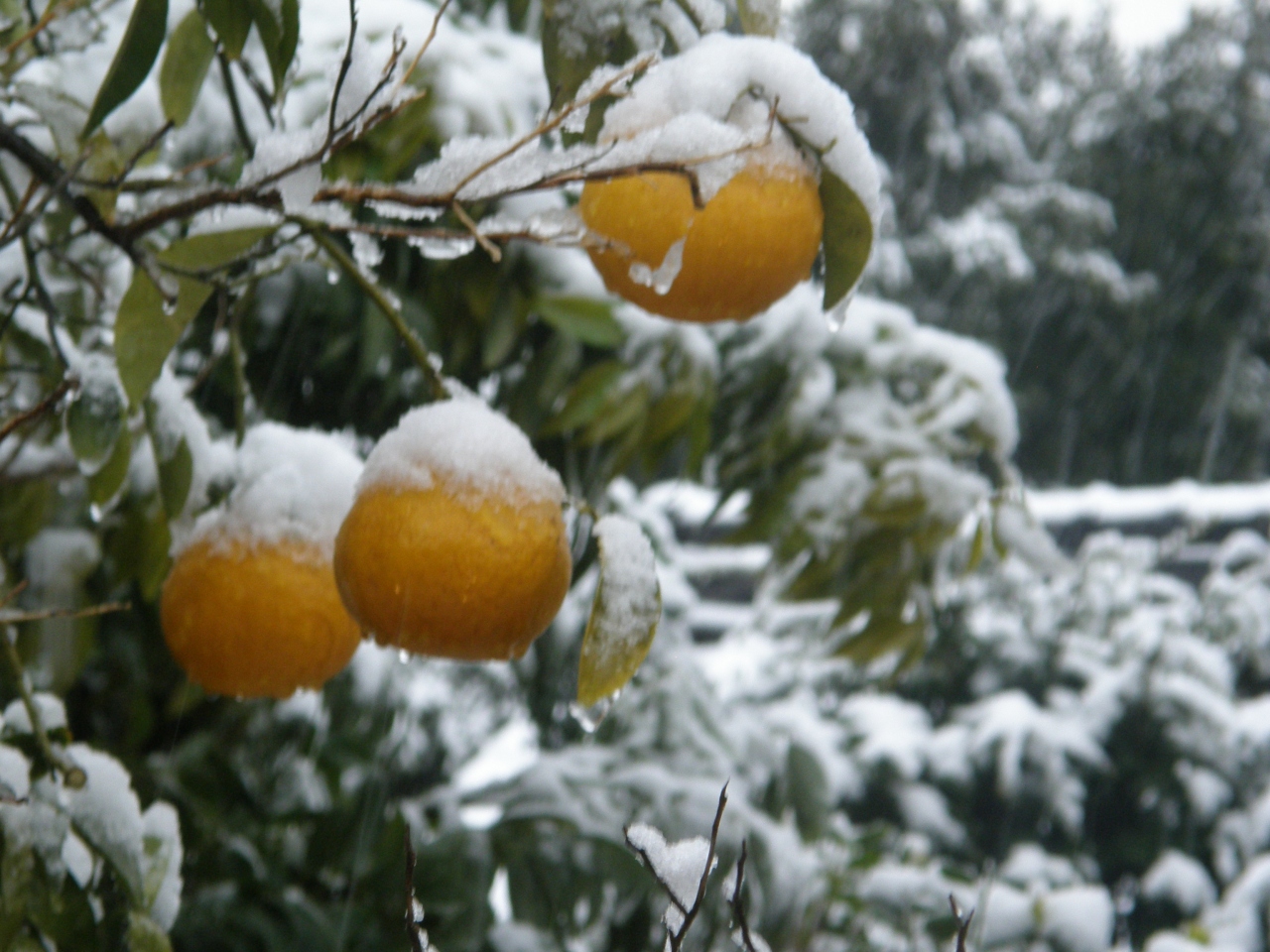 2月9日 時ならぬ大雪 渥美半島雪景色ぃ 渥美半島 伊良湖 愛知県 の旅行記 ブログ By ツーリスト今中さん フォートラベル