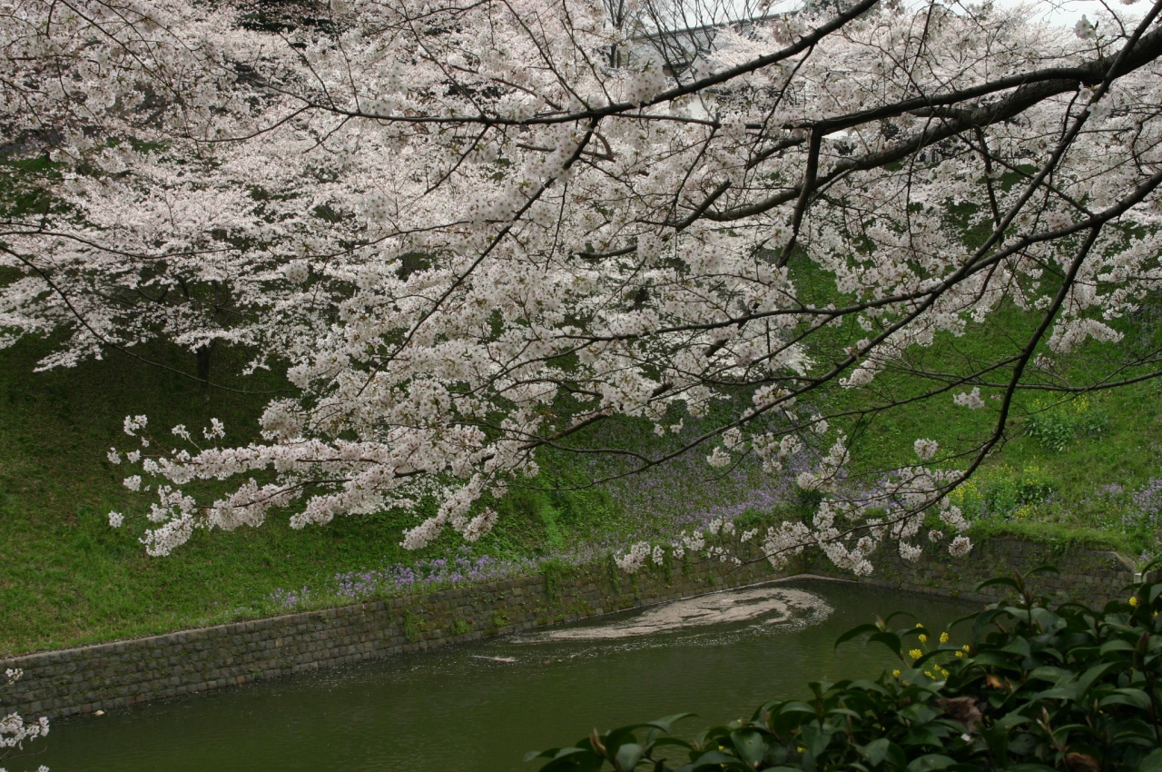 07年 北の丸公園の桜 東京の旅行記 ブログ By Yamasanさん フォートラベル 07年 北の丸公園の桜 東京の旅行記 ブログ By Yamasanさん フォートラベル