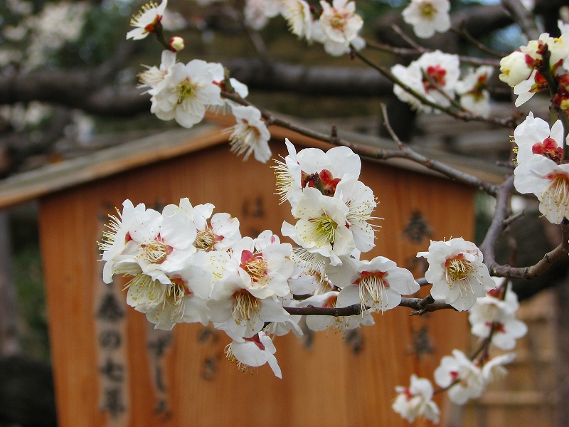 梅まつり 向島百花園ー 浅草 東京 の旅行記 ブログ By 義臣さん フォートラベル 梅まつり 向島百花園ー 浅草 東京 の旅行記 ブログ By 義臣さん フォートラベル