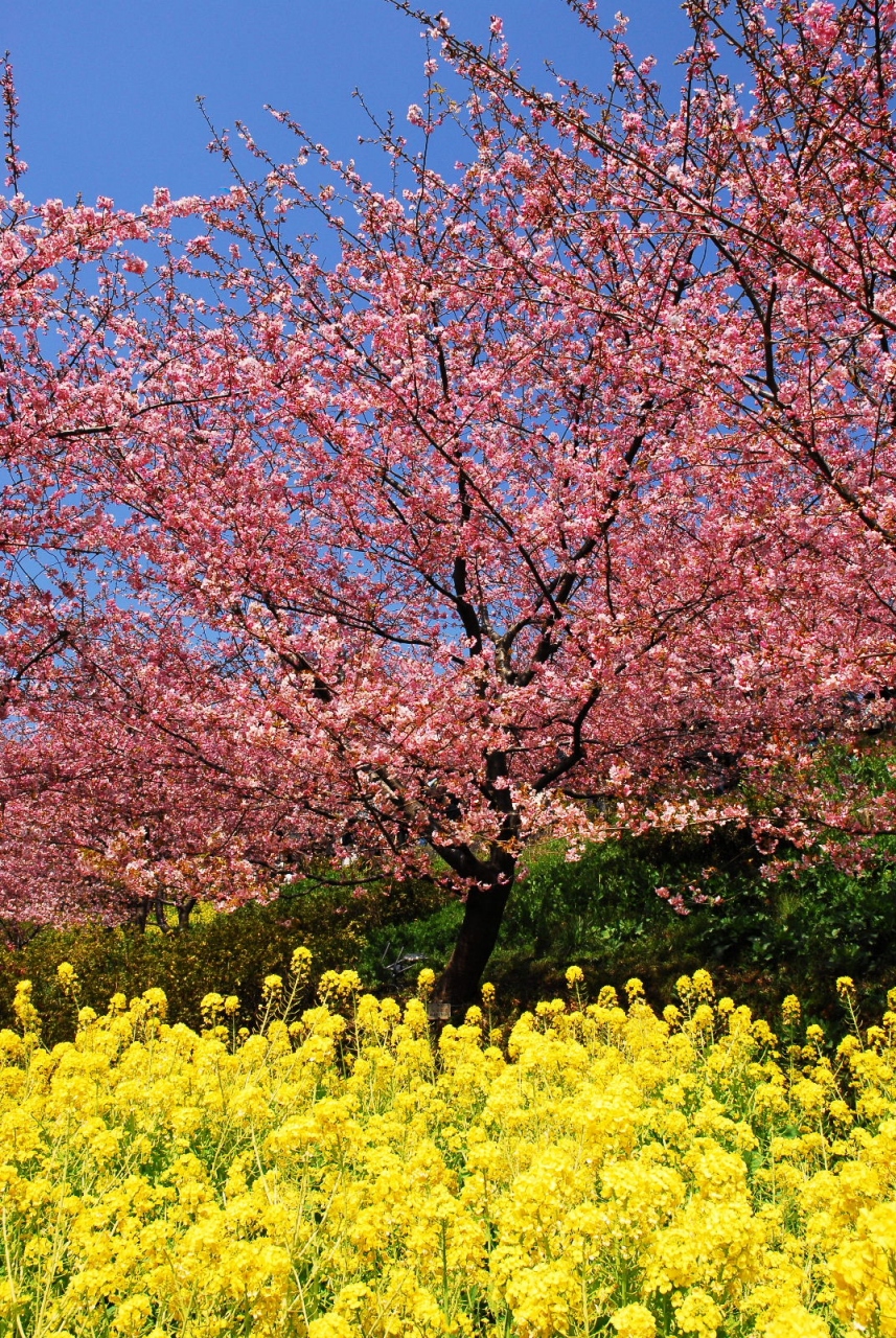 河津 桜 松田