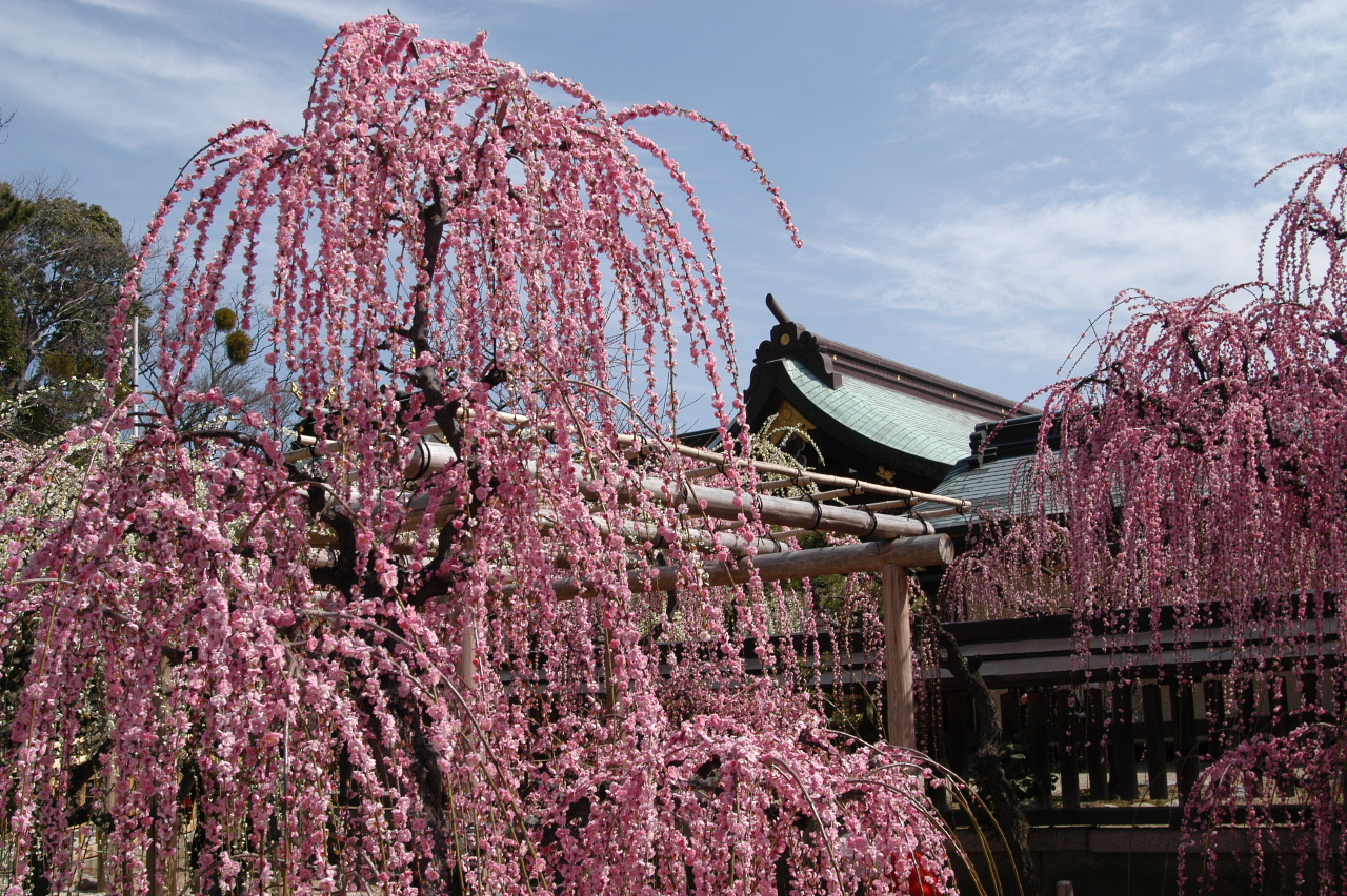 結城神社 しだれ梅 津 三重県 の旅行記 ブログ By Punchmsさん フォートラベル