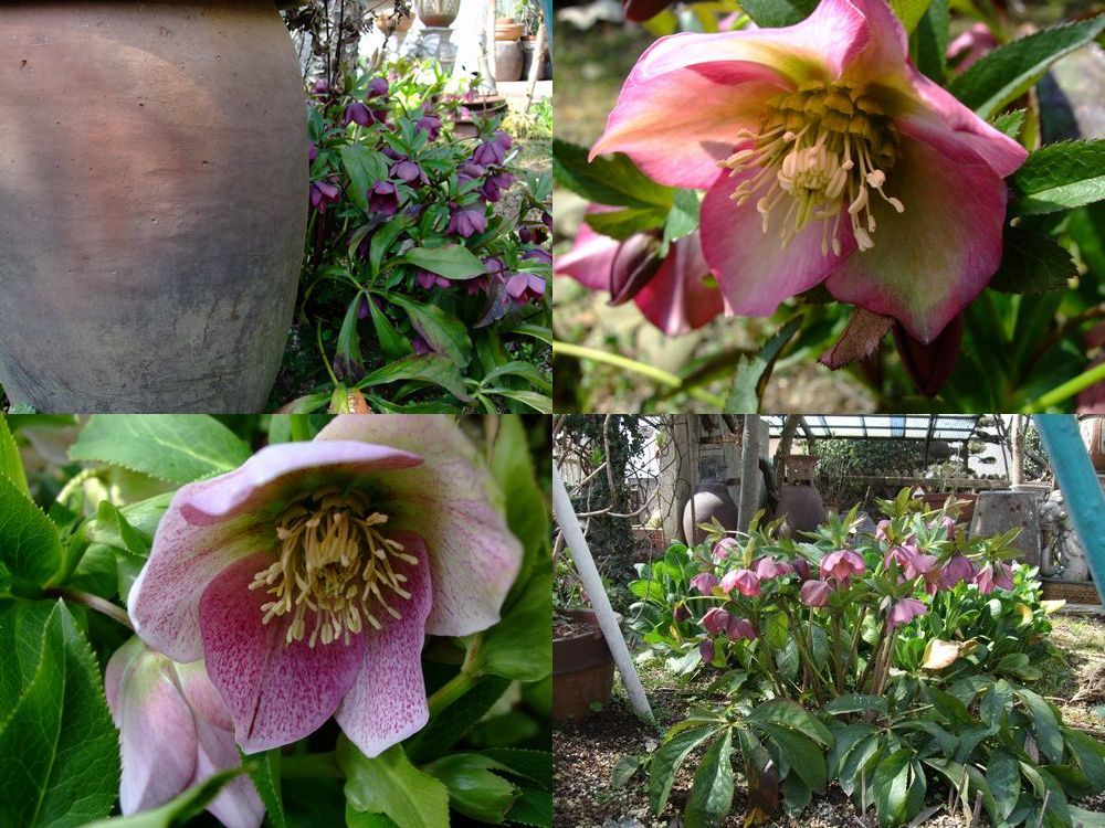 クリスマスローズの花 熊本の庭で 熊本市 熊本県 の旅行記 ブログ By Ibuさん フォートラベル クリスマスローズの花 熊本の庭で 熊本市 熊本県 の旅行記 ブログ By Ibuさん フォートラベル