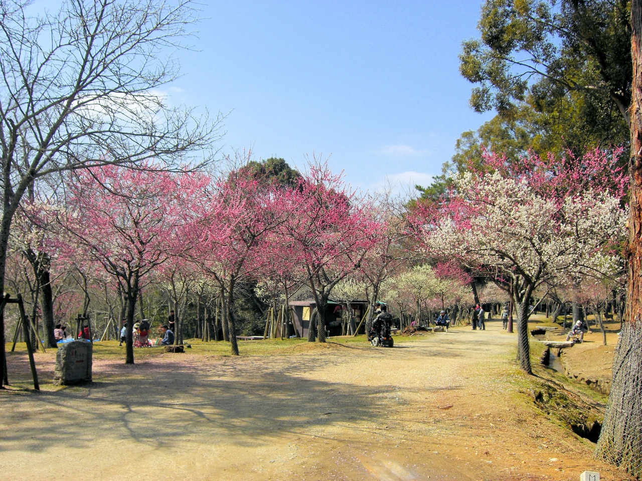 梅満開の奈良公園 奈良市 奈良県 の旅行記 ブログ By パパスさん フォートラベル