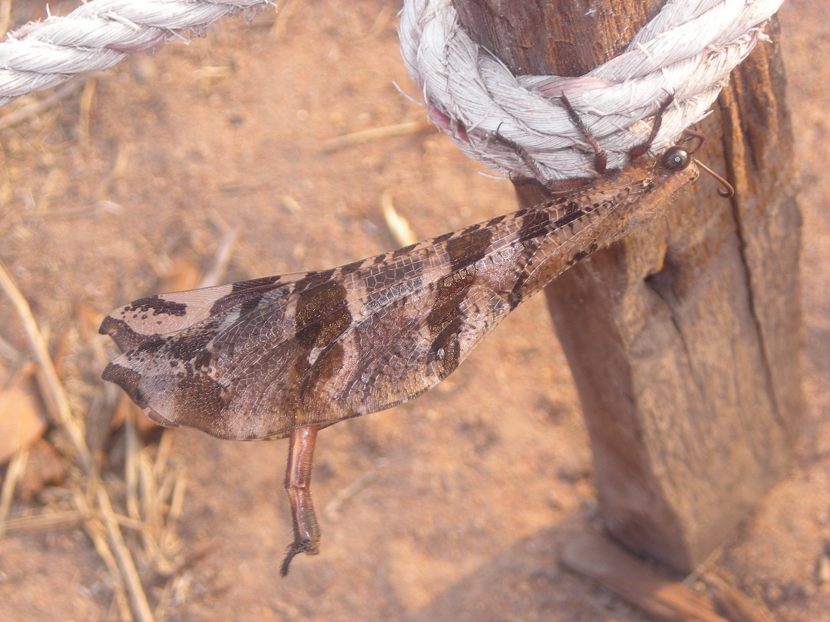 アンコールワットに怪獣 この動物の名前教えてください シェムリアップ カンボジア の旅行記 ブログ By Shima77さん フォートラベル