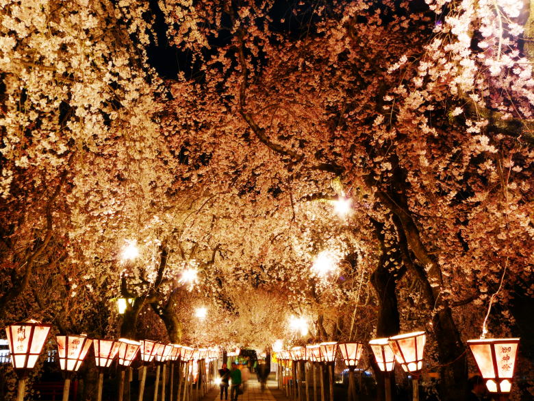 素晴らしく豪奢な三嶋大社の夜桜 今が見頃 08 03 28 本日の三嶋大社の桜 三島 静岡県 の旅行記 ブログ By ミシマさん フォートラベル 素晴らしく豪奢な三嶋大社の夜桜 今が見頃 08 03 28 本日の三嶋大社の桜 三島 静岡県 の旅行記 ブログ By ミシマさん フォートラベル