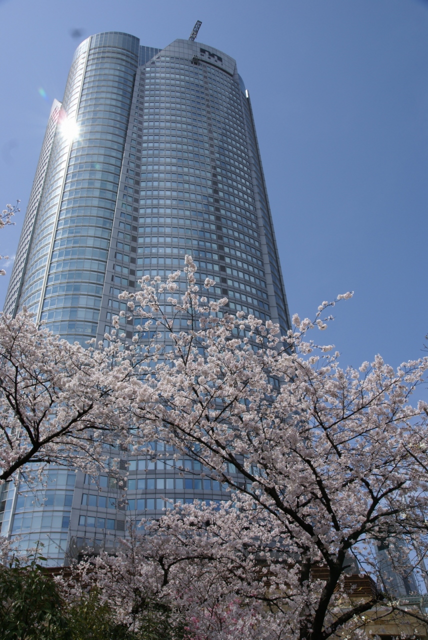 六本木ヒルズの足元 毛利庭園の桜 六本木 東京 の旅行記 ブログ By Hhbさん フォートラベル