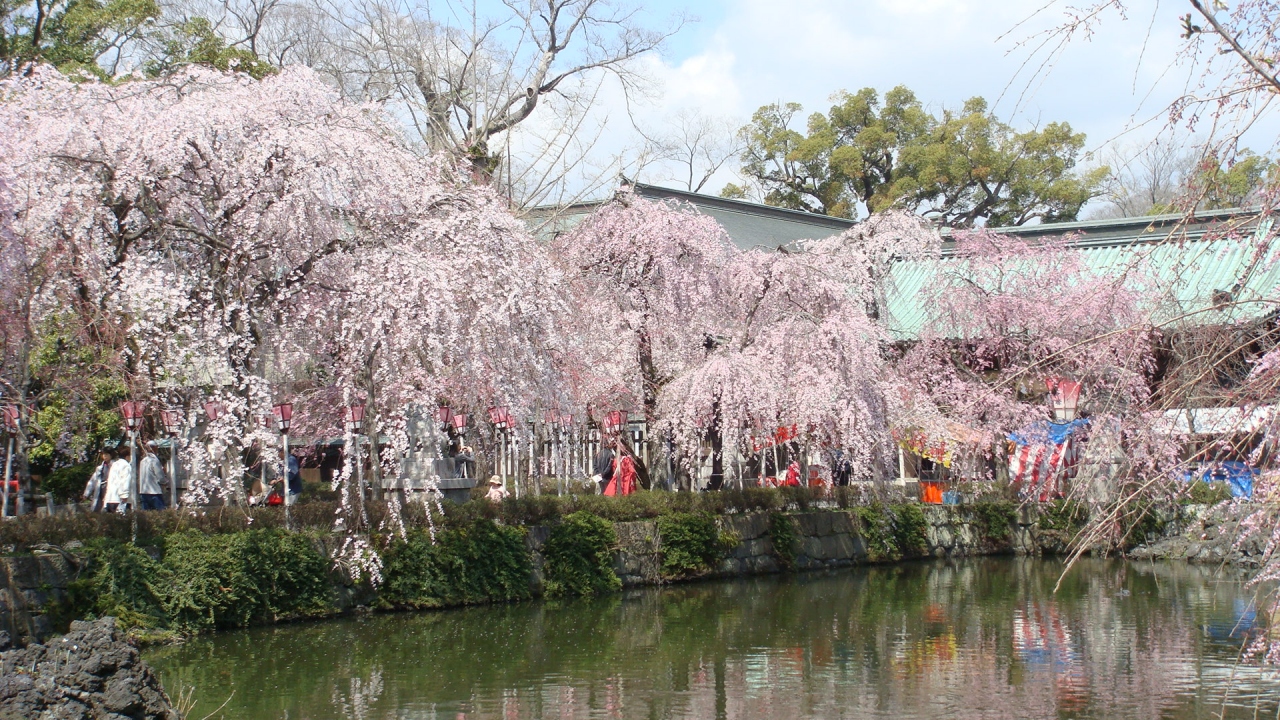 三嶋大社の桜 三島 静岡県 の旅行記 ブログ By Hn11さん フォートラベル