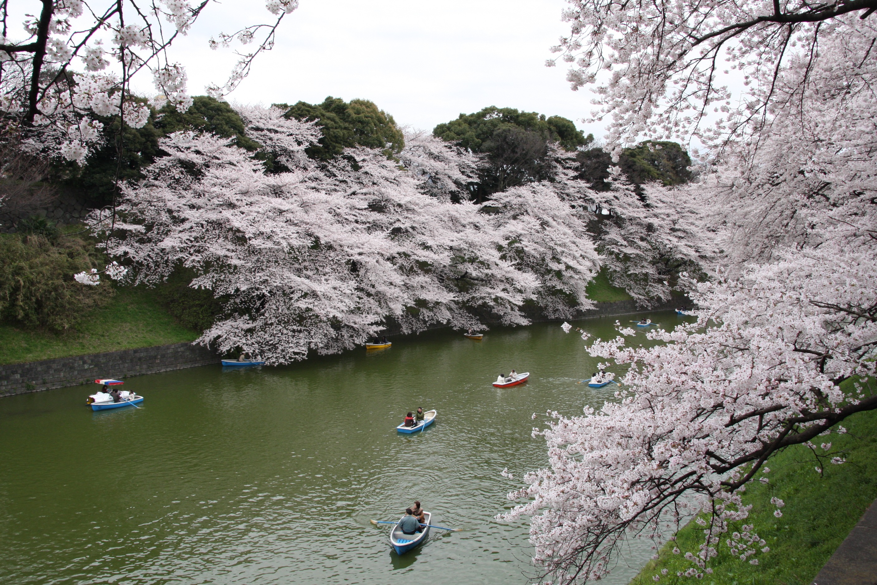 桜満開 千鳥が淵 北の丸公園 神田 神保町 東京 の旅行記 ブログ By Morino296さん フォートラベル 桜満開 千鳥が淵 北の丸公園 神田 神保町 東京 の旅行記 ブログ By Morino296さん フォートラベル