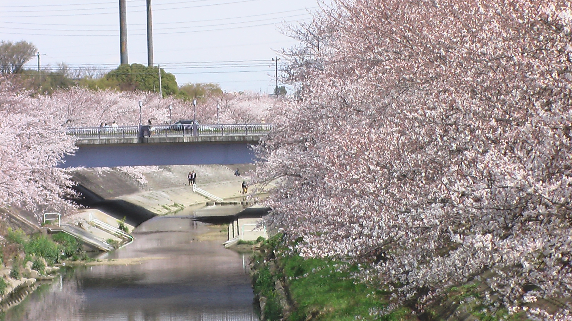 名古屋新発見 桜爛漫 山崎川 愛知県の旅行記 ブログ By チューぱぱさん フォートラベル