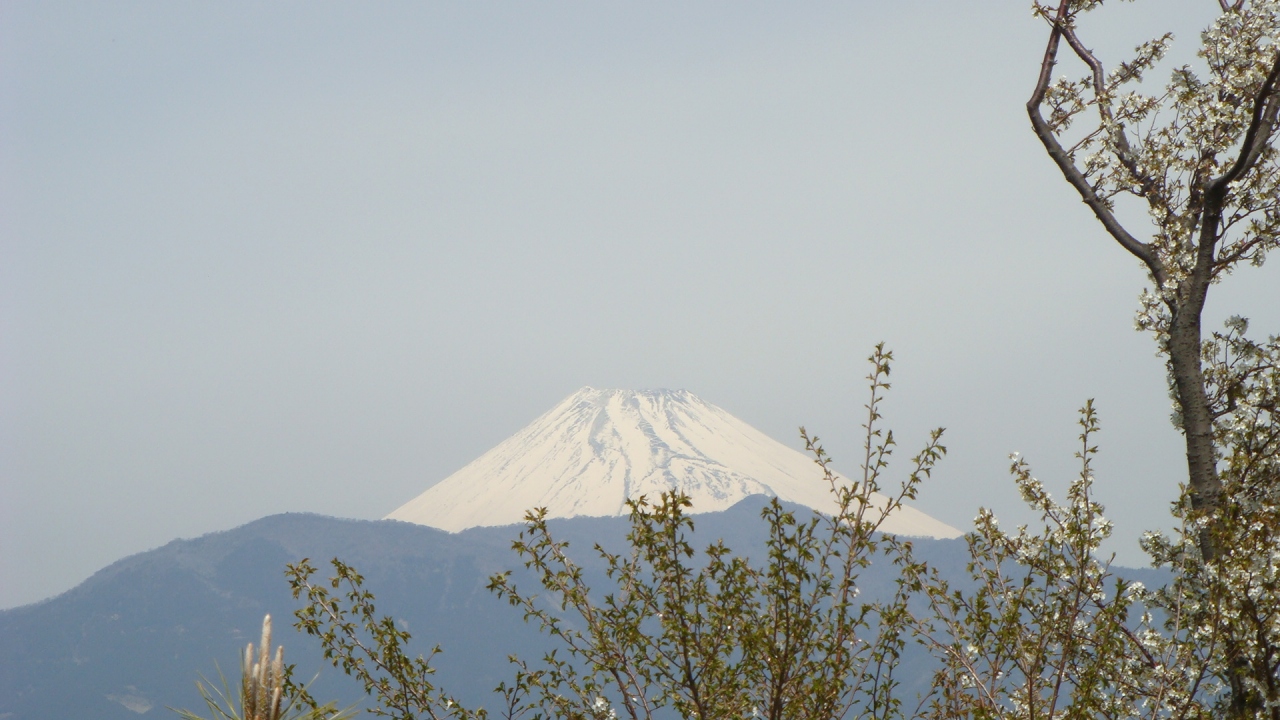 香貫山公園の花見 沼津 静岡県 の旅行記 ブログ By Hn11さん フォートラベル
