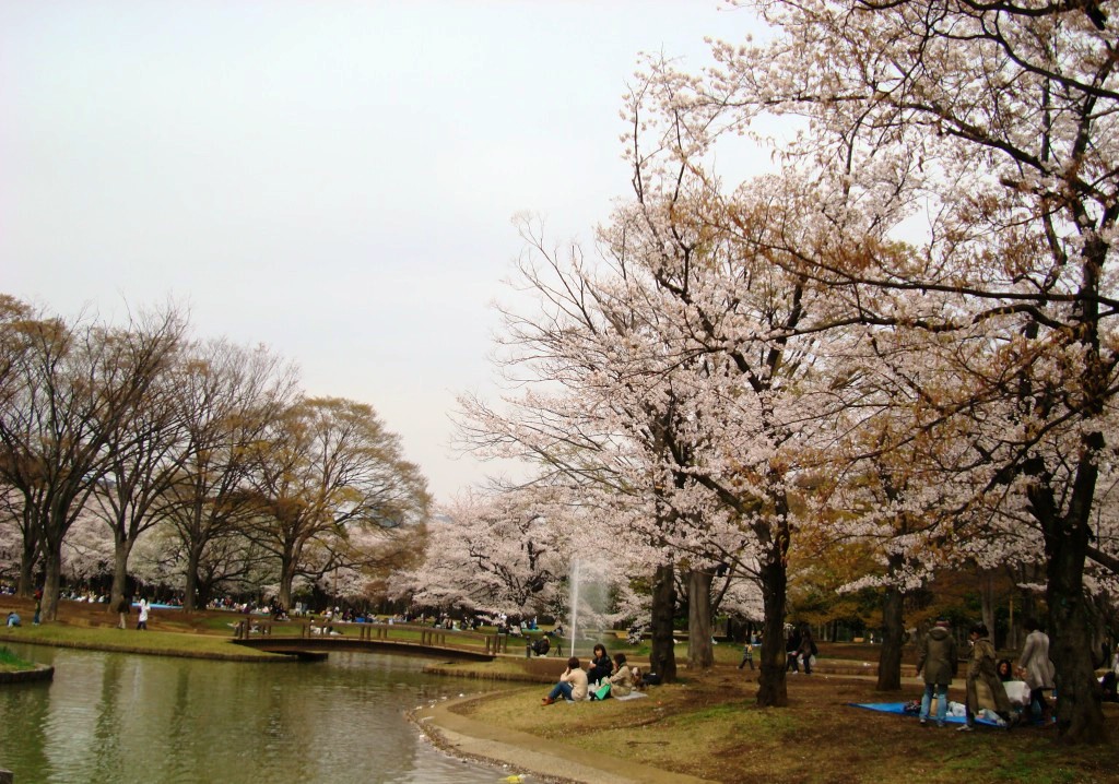 今年の代々木公園の桜はこれで見納め 代々木 東京 の旅行記 ブログ By Ktoku3さん フォートラベル 今年の代々木公園の桜はこれで見納め 代々木 東京 の旅行記 ブログ By Ktoku3さん フォートラベル