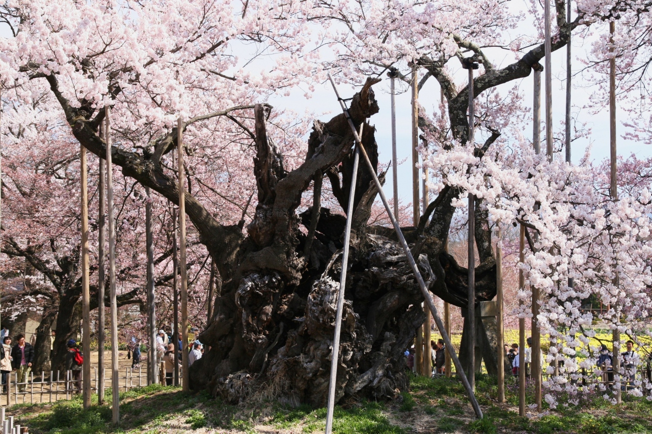 日本三大桜 山高神代桜 を南アルプスの麓に訪ねて 明野 須玉 山梨県 の旅行記 ブログ By Oakatさん フォートラベル