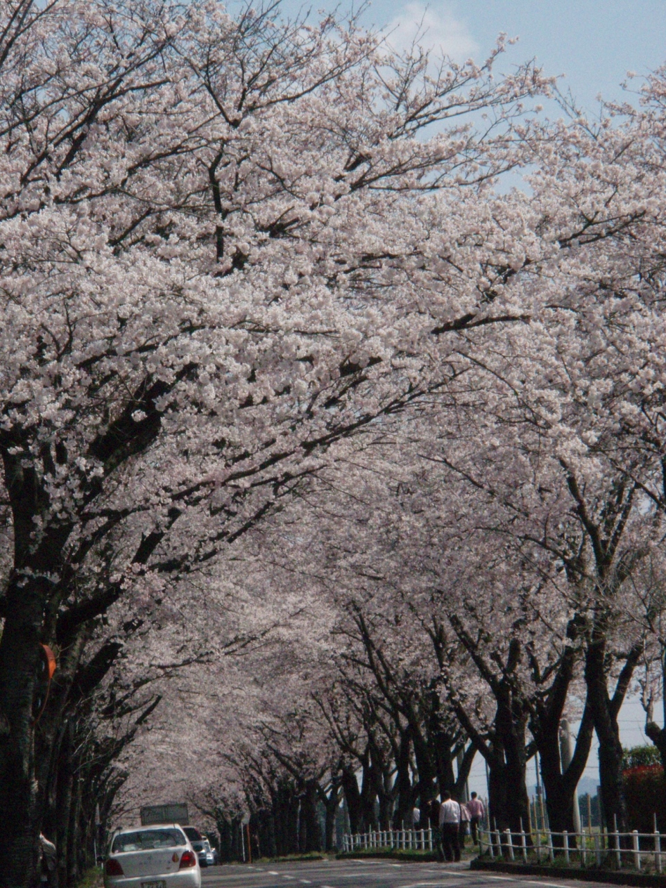 お花見 かしの森公園周辺 栃木県の旅行記 ブログ By Manamiさん フォートラベル