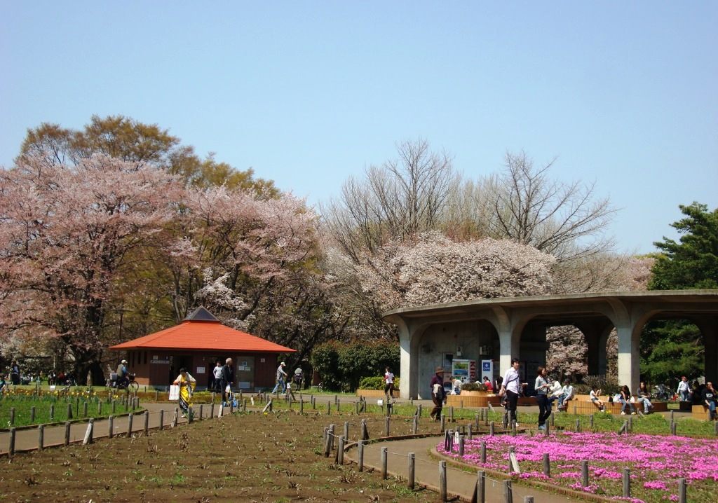 小金井公園の桜祭り 国分寺 小金井 東京 の旅行記 ブログ By Ktoku3さん フォートラベル